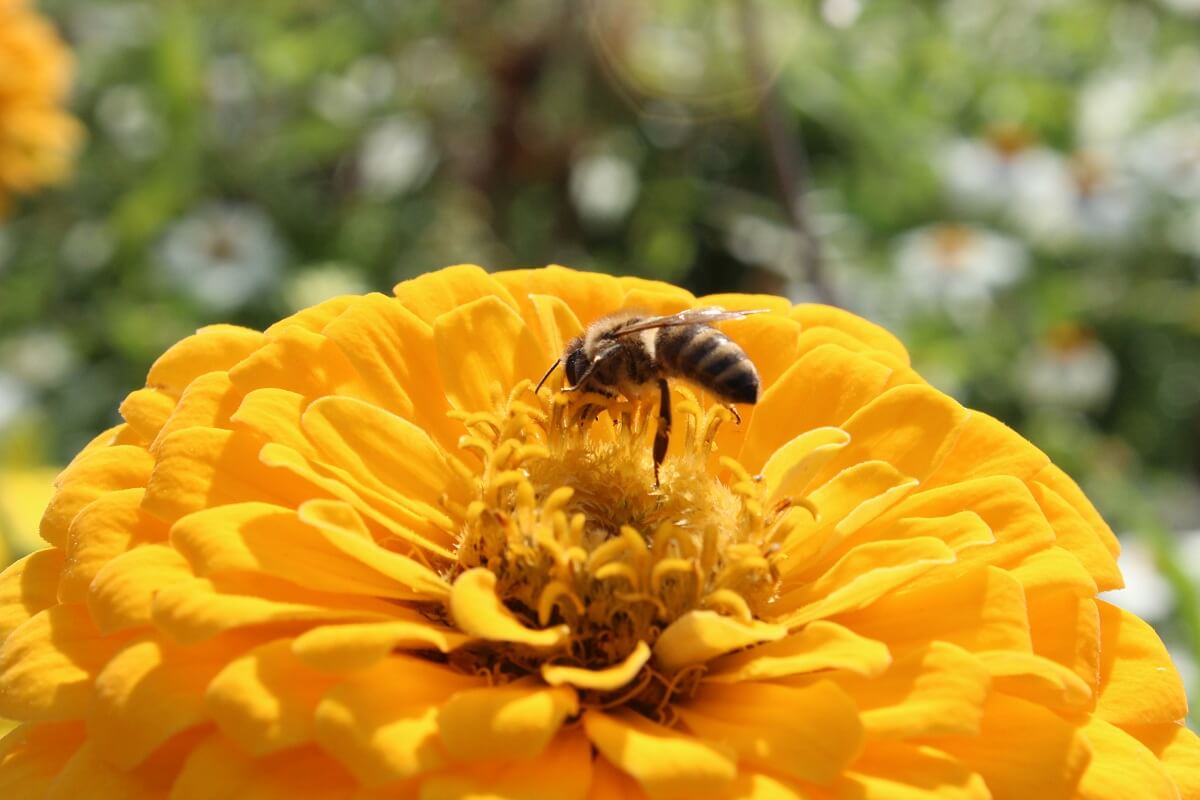 Eine Biene in einem Park in Stuttgart